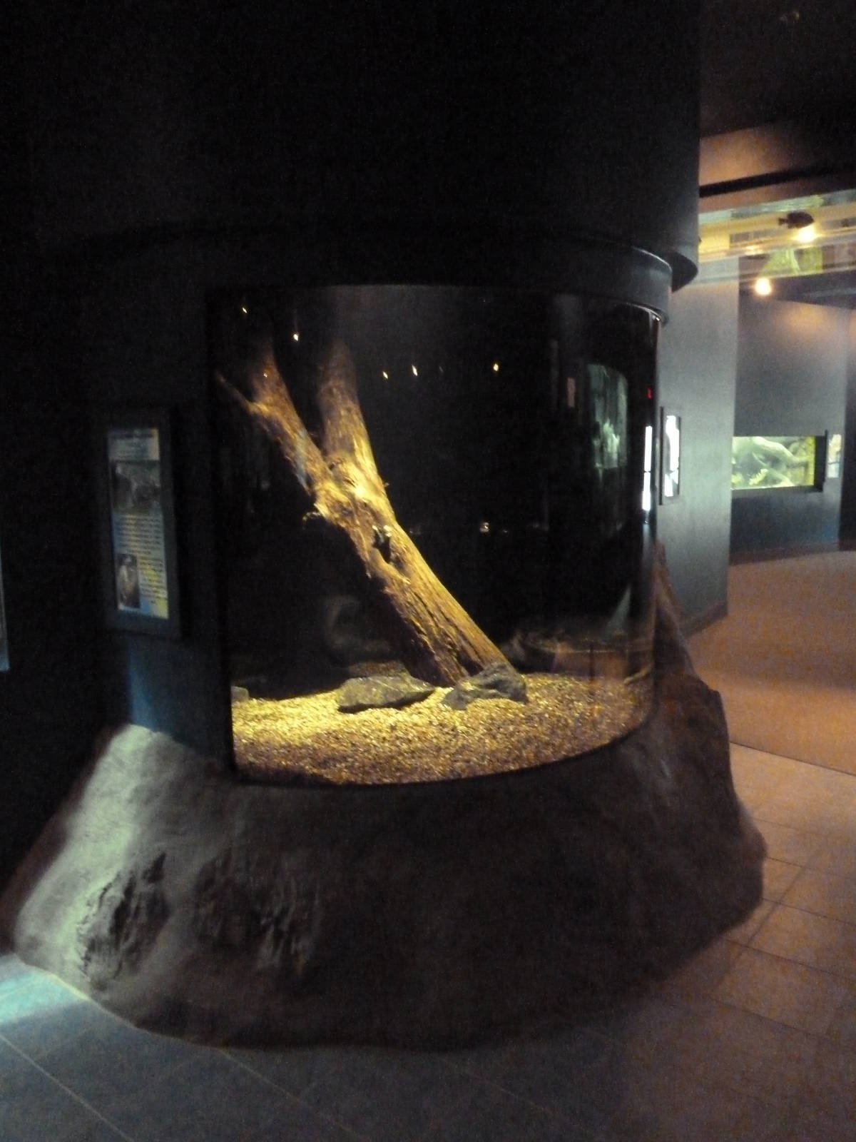 Alligator Snapping Turtle Exhibit