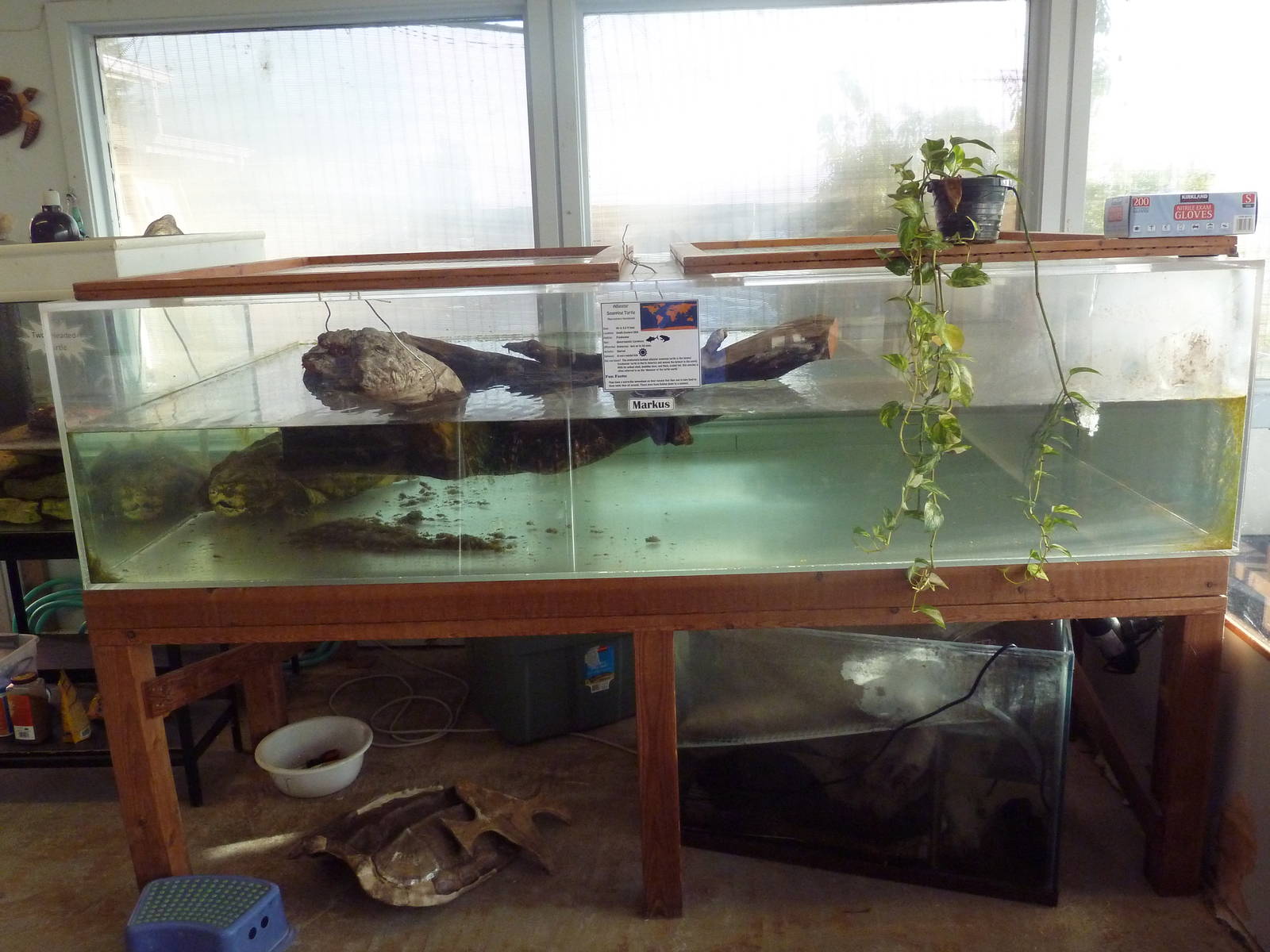 Alligator Snapping Turtle Exhibit