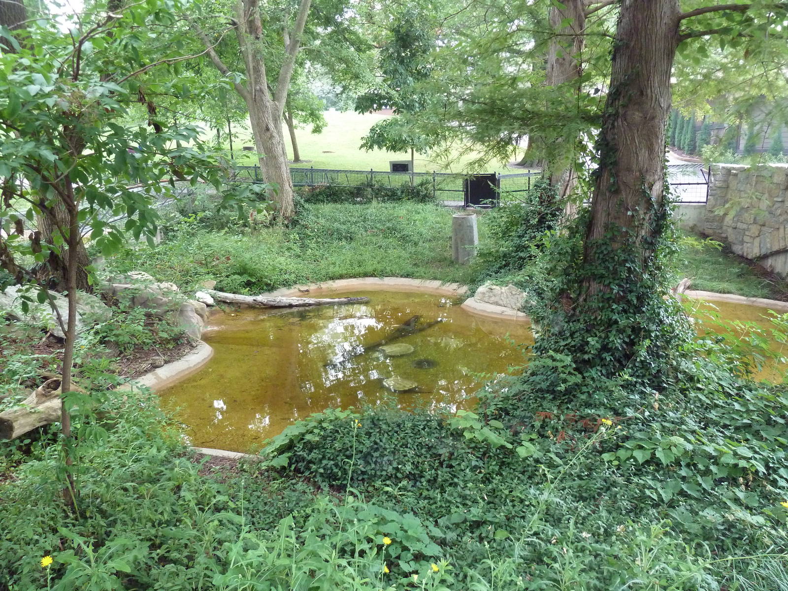 Alligator Snapping Turtle Exhibit