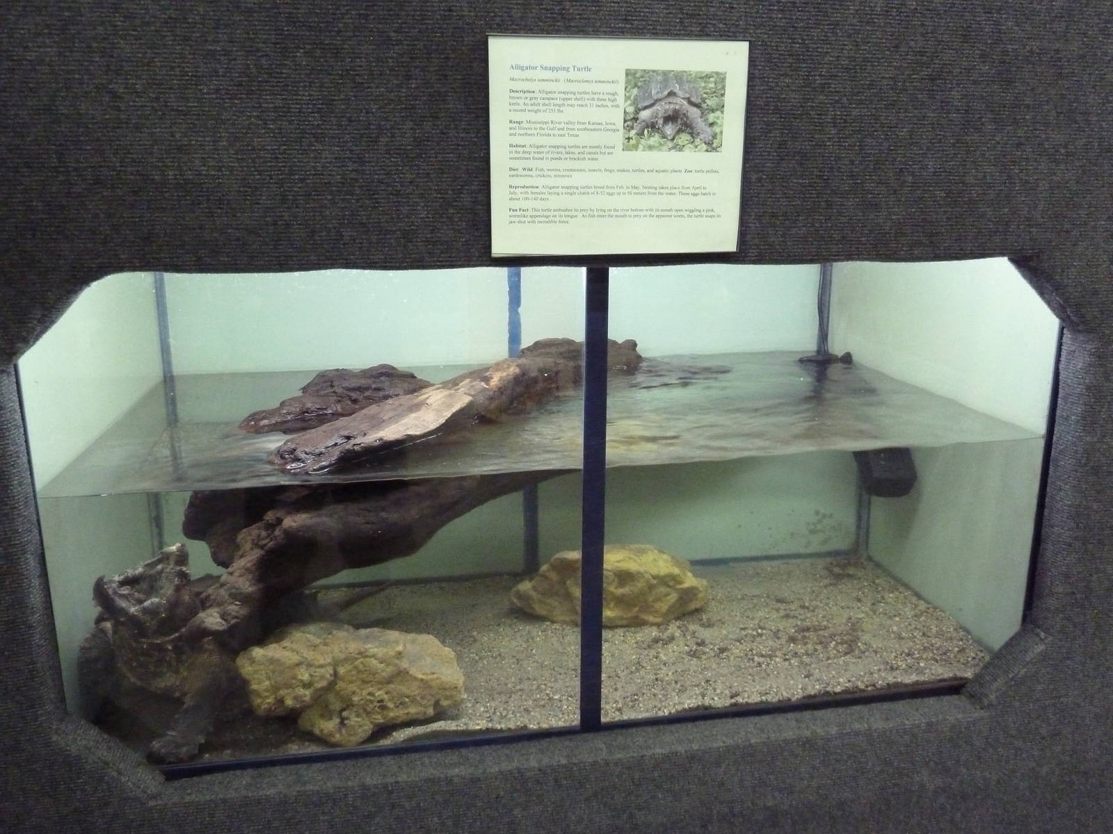 Alligator Snapping Turtle Exhibit