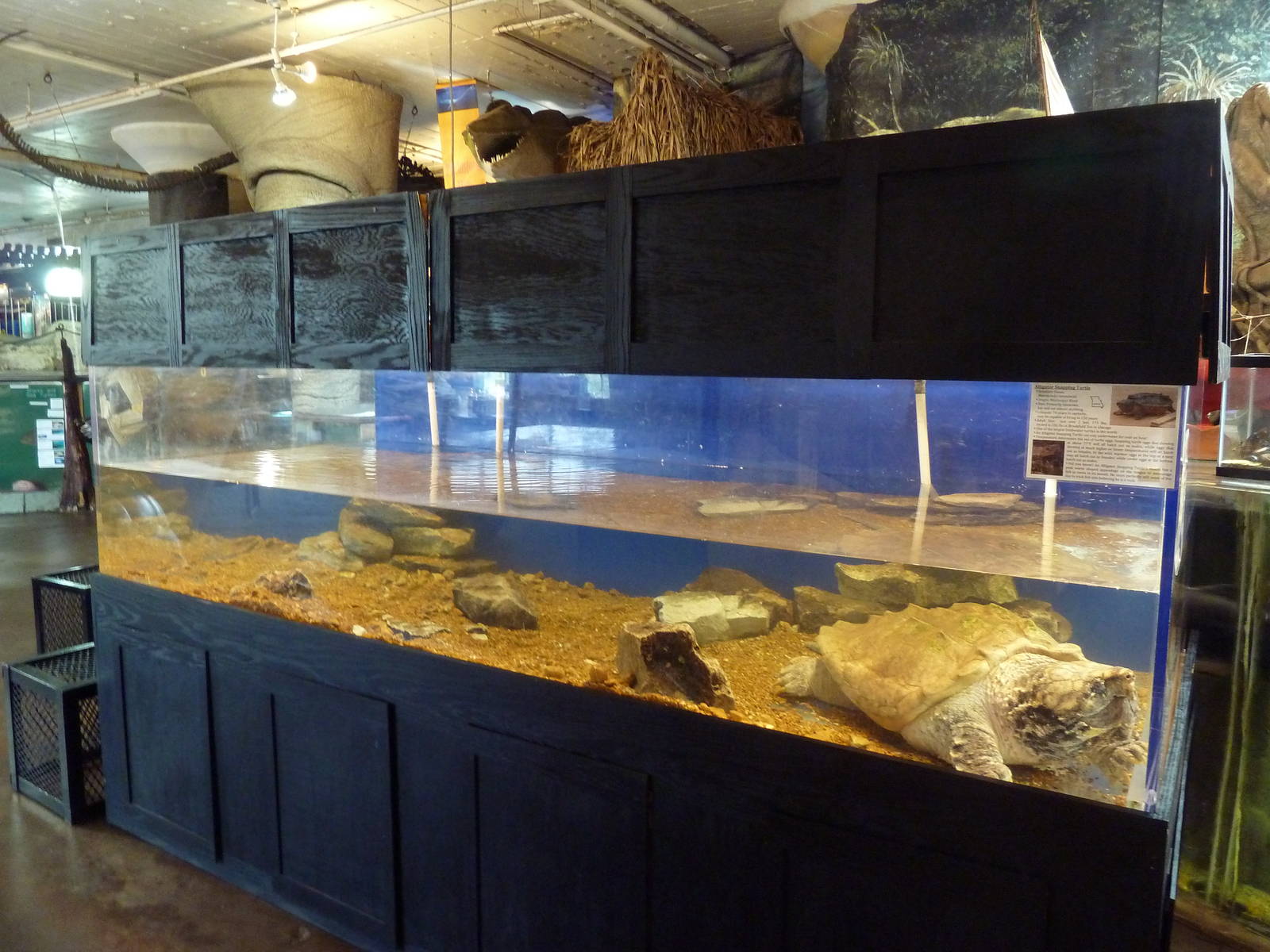Alligator Snapping Turtle Exhibit