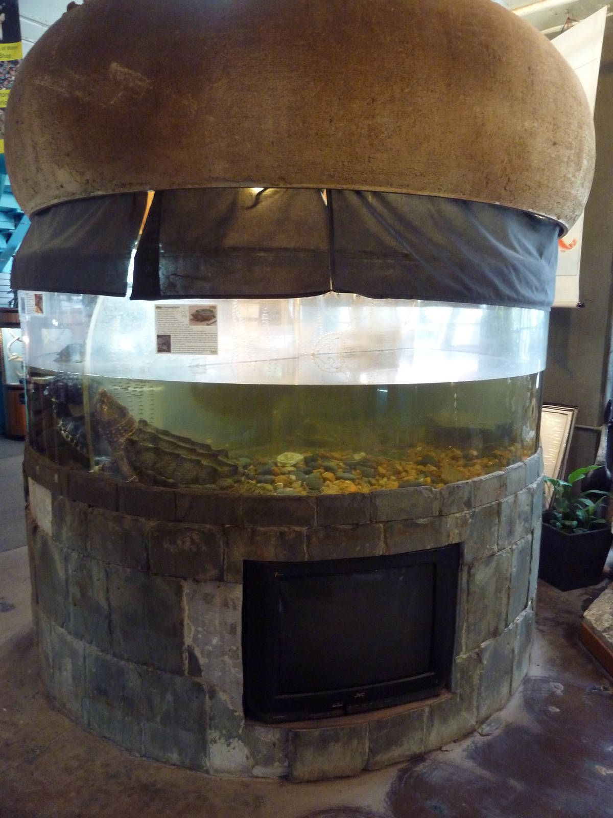 Alligator Snapping Turtle Exhibit