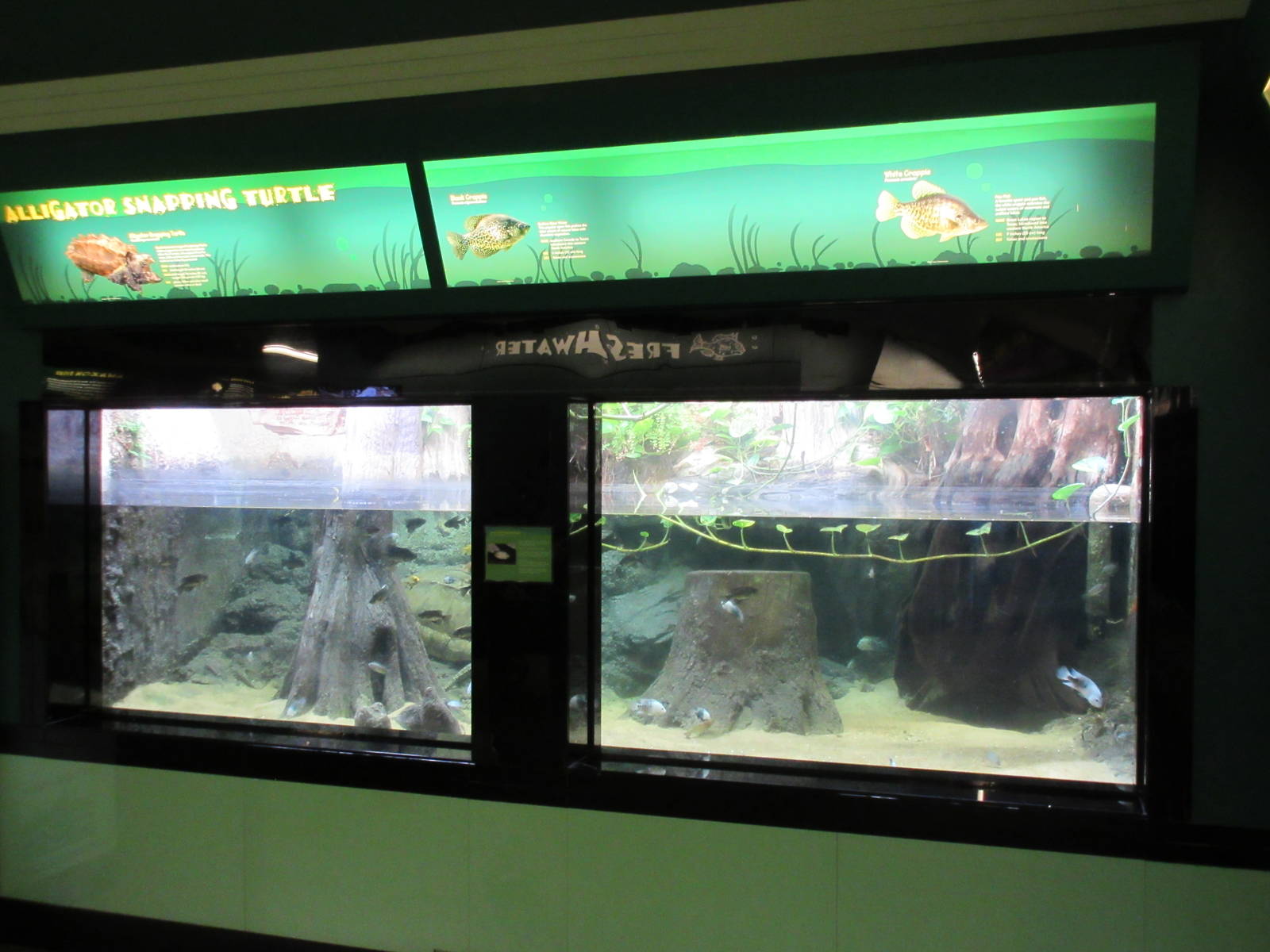 Alligator Snapping Turtle Exhibit