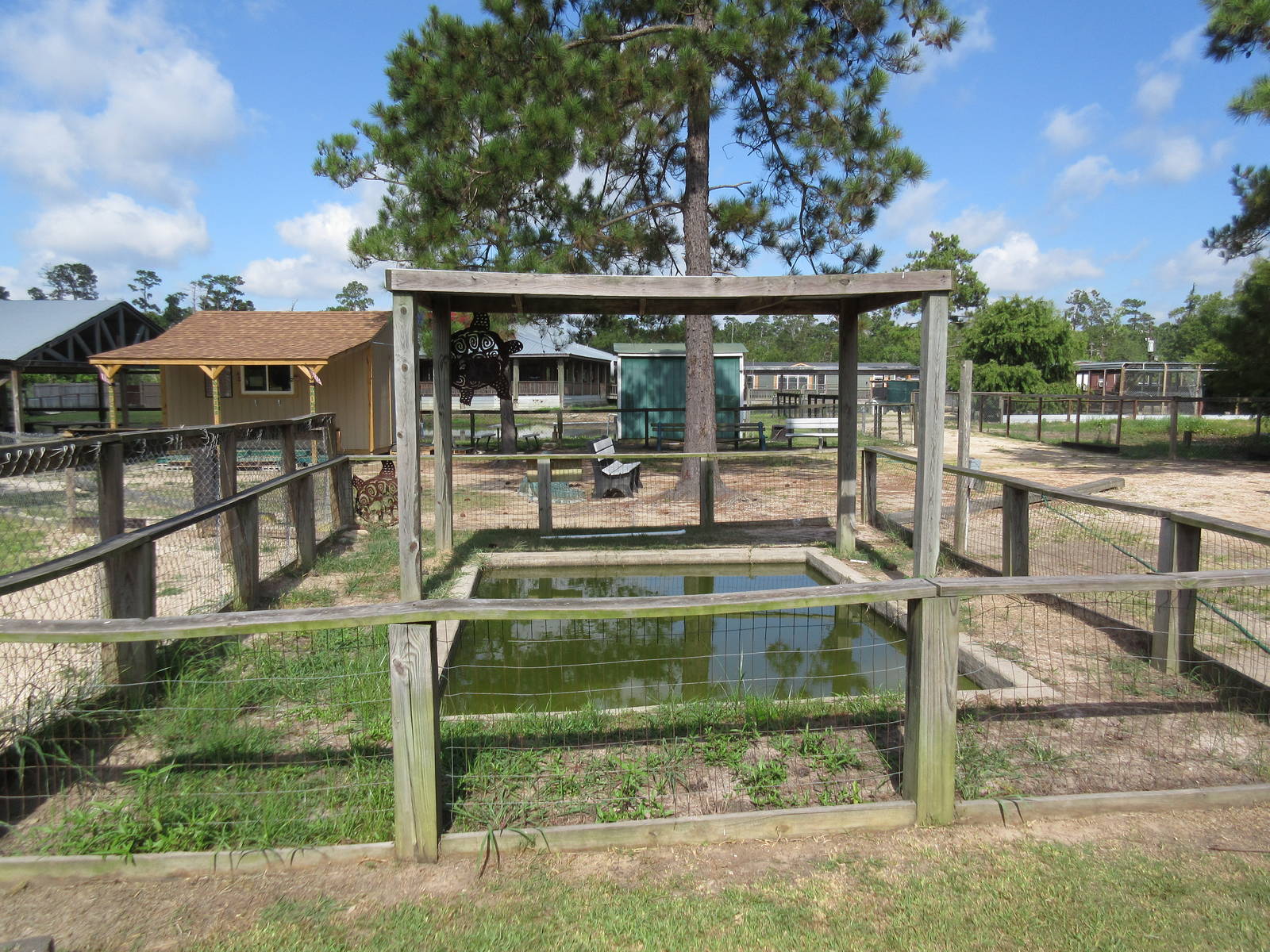 Alligator Snapping Turtle Exhibit