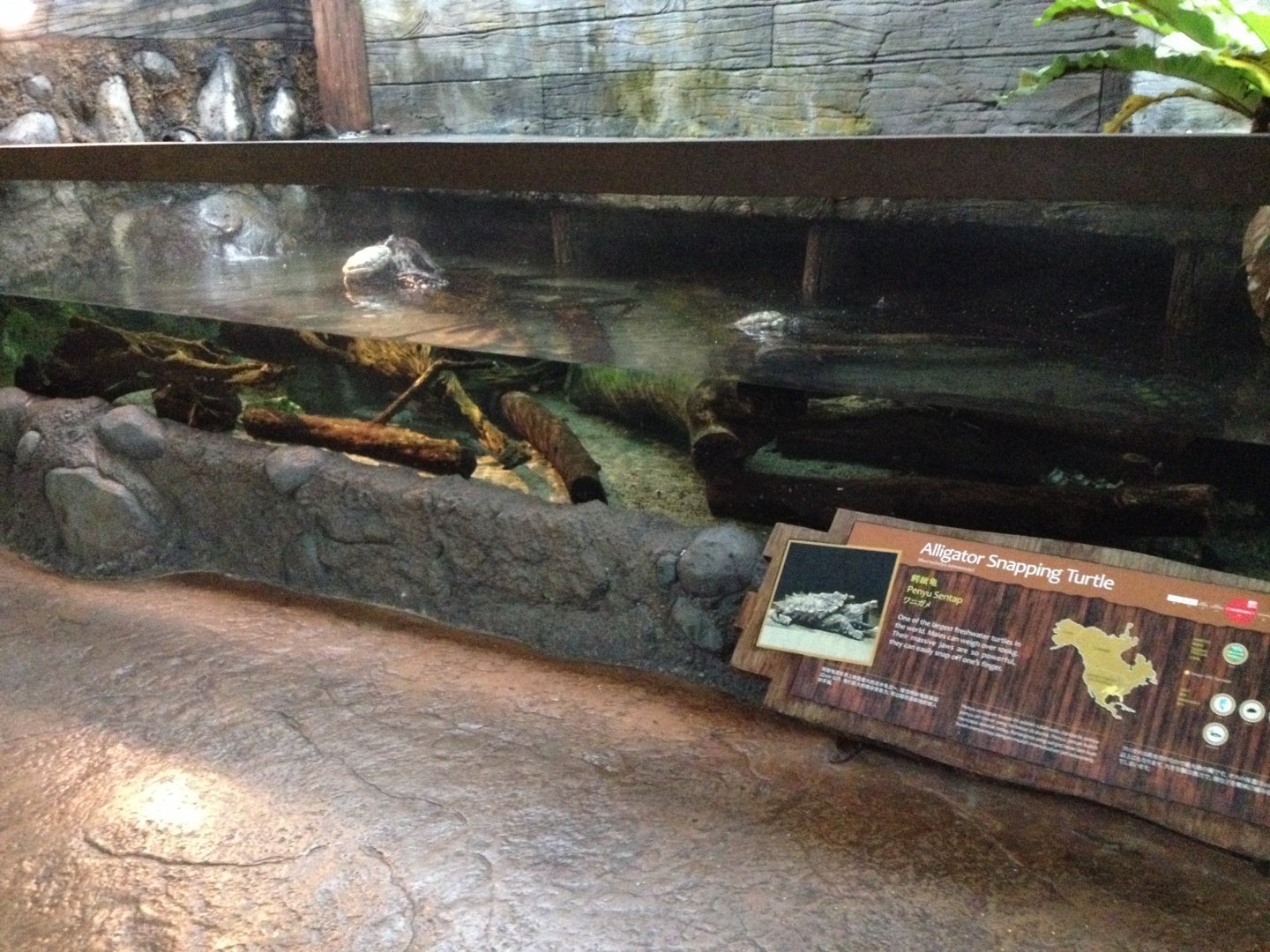 Alligator Snapping Turtle exhibit