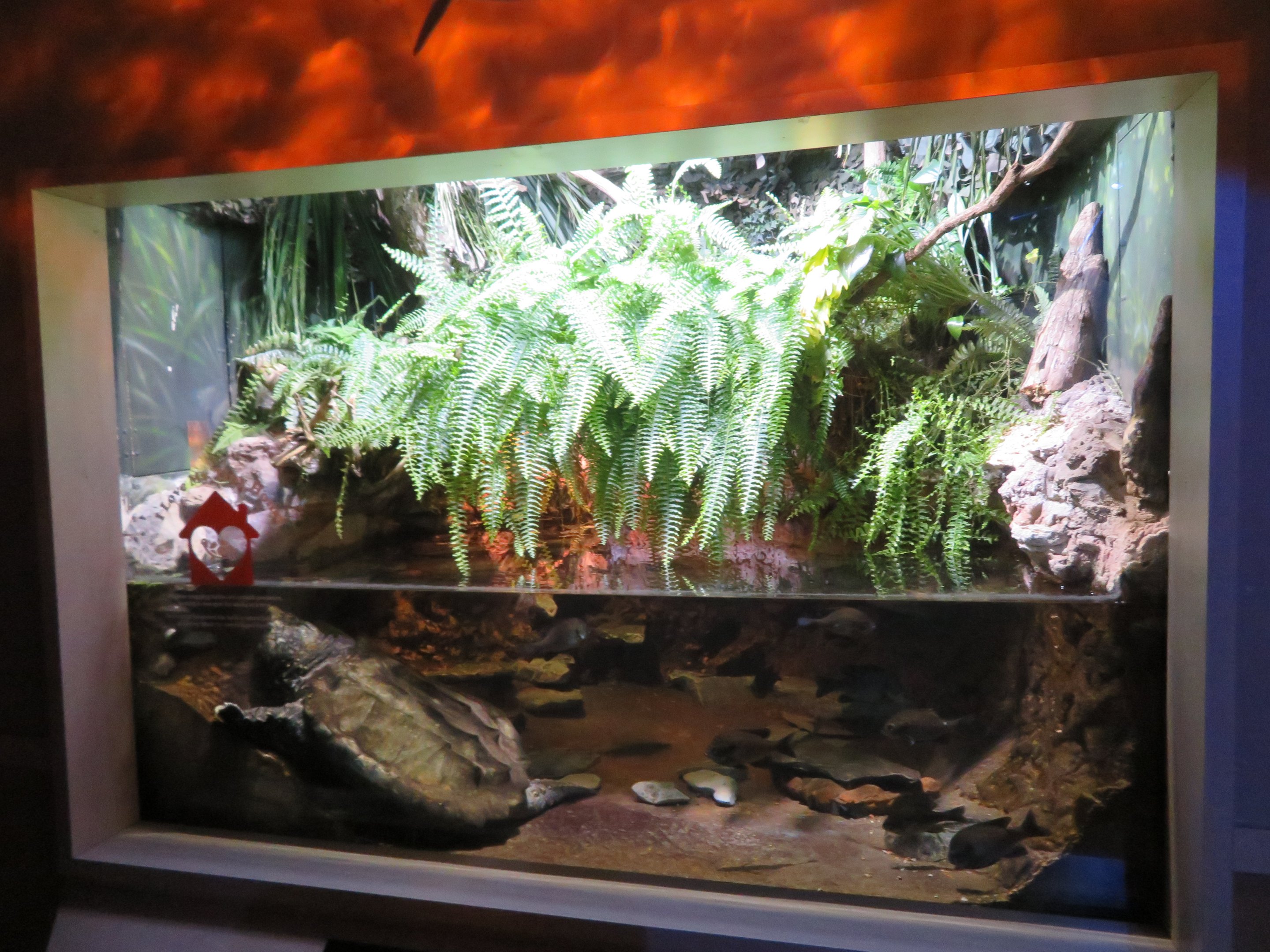 Alligator Snapping Turtle Exhibit