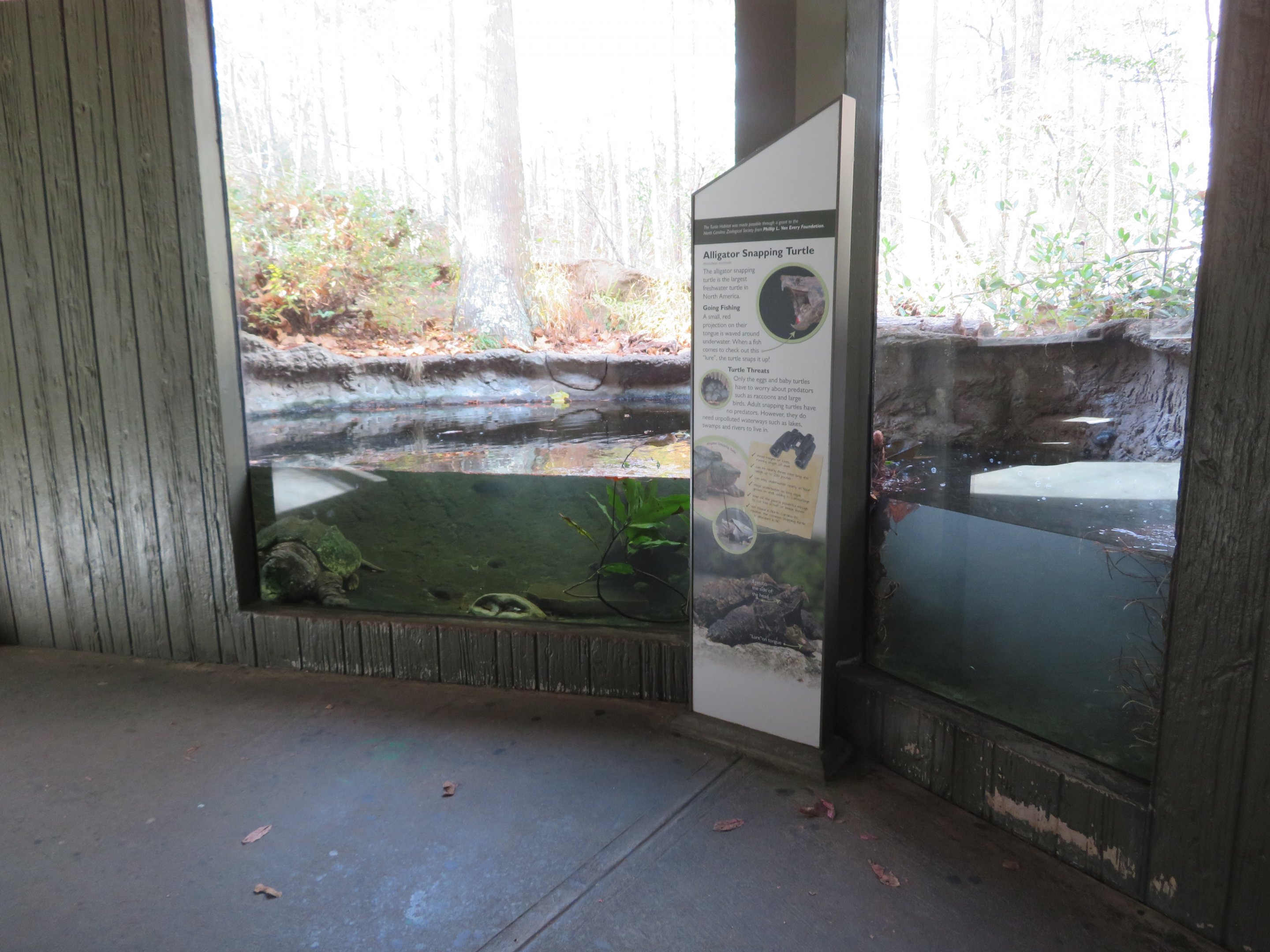 Alligator Snapping Turtle Exhibit