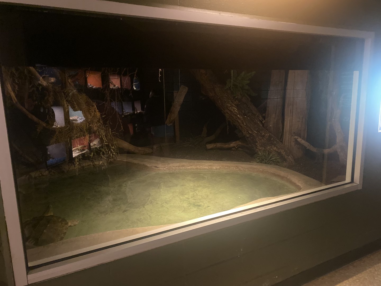 Alligator Snapping Turtle Exhibit