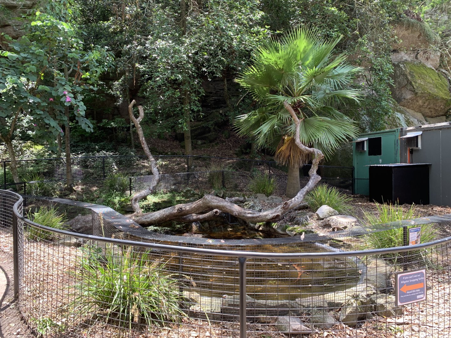 Alligator Snapping Turtle Exhibit