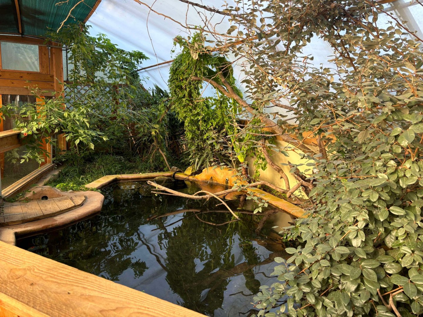 Alligator snapping turtle exhibit