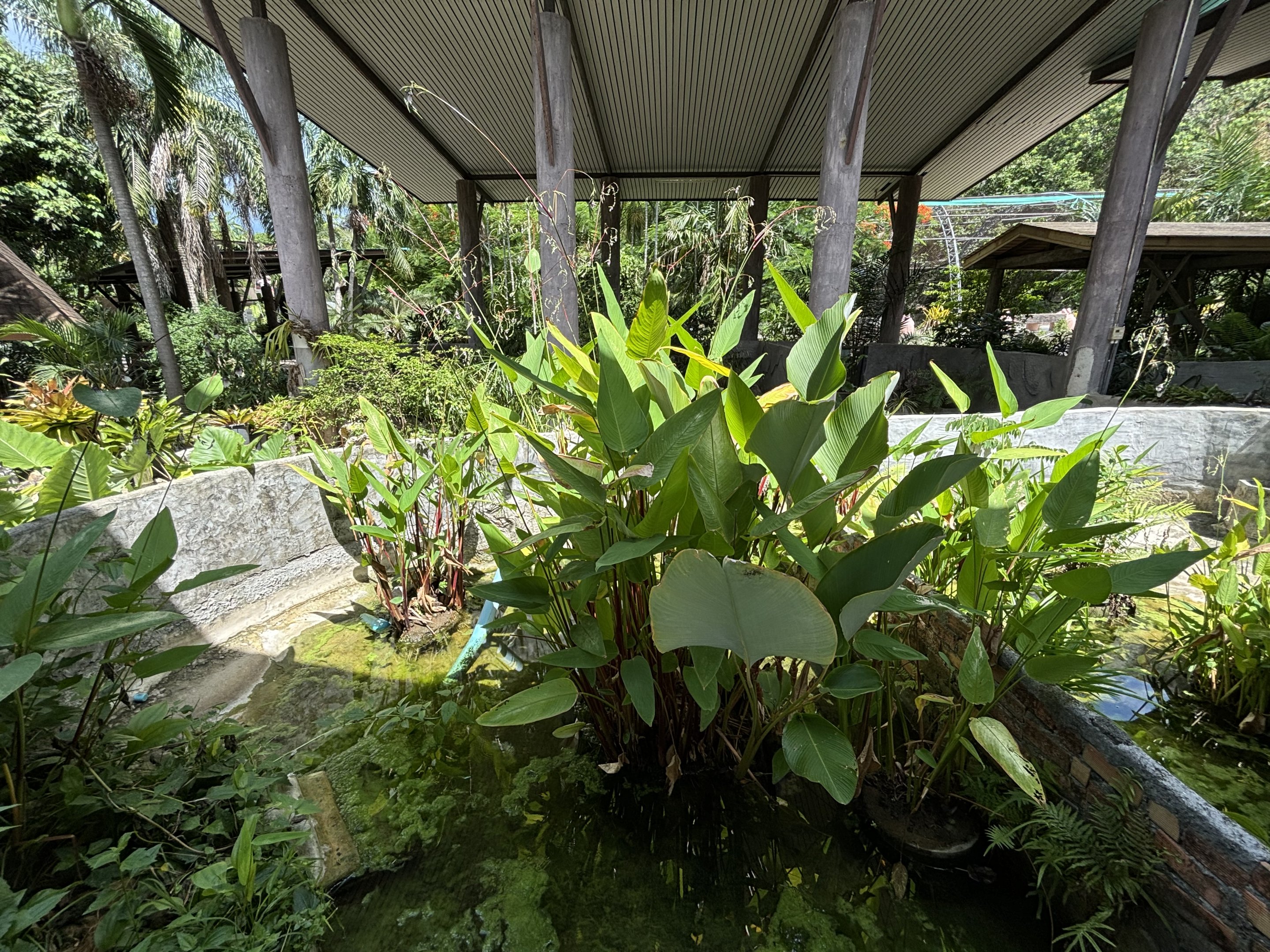 Alligator Snapping Turtle Exhibit