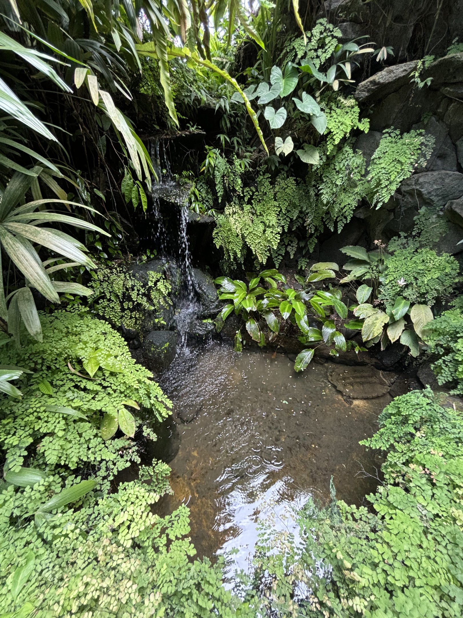 Alligator Snapping Turtle Exhibit