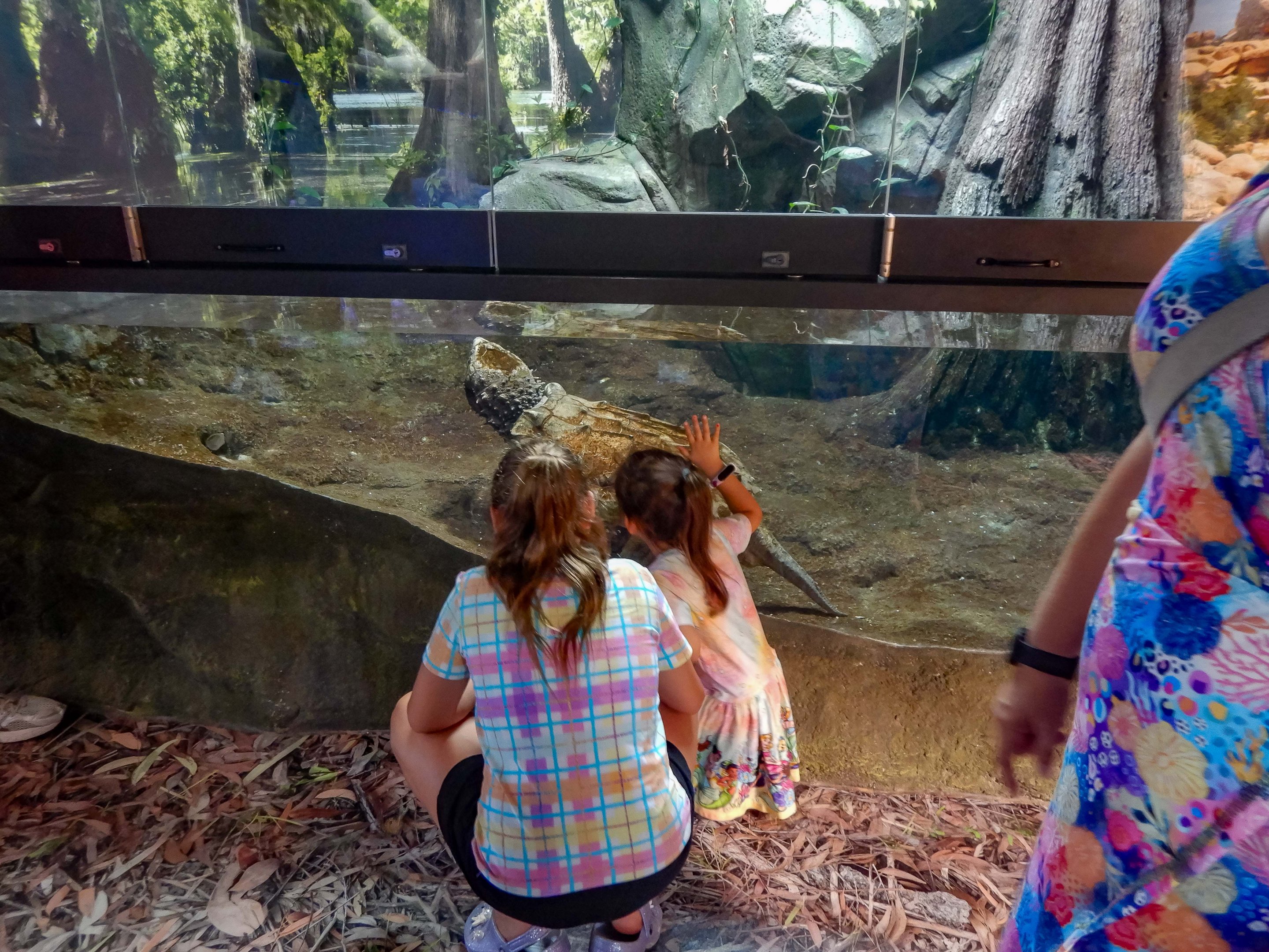 Alligator Snapping Turtle exhibit