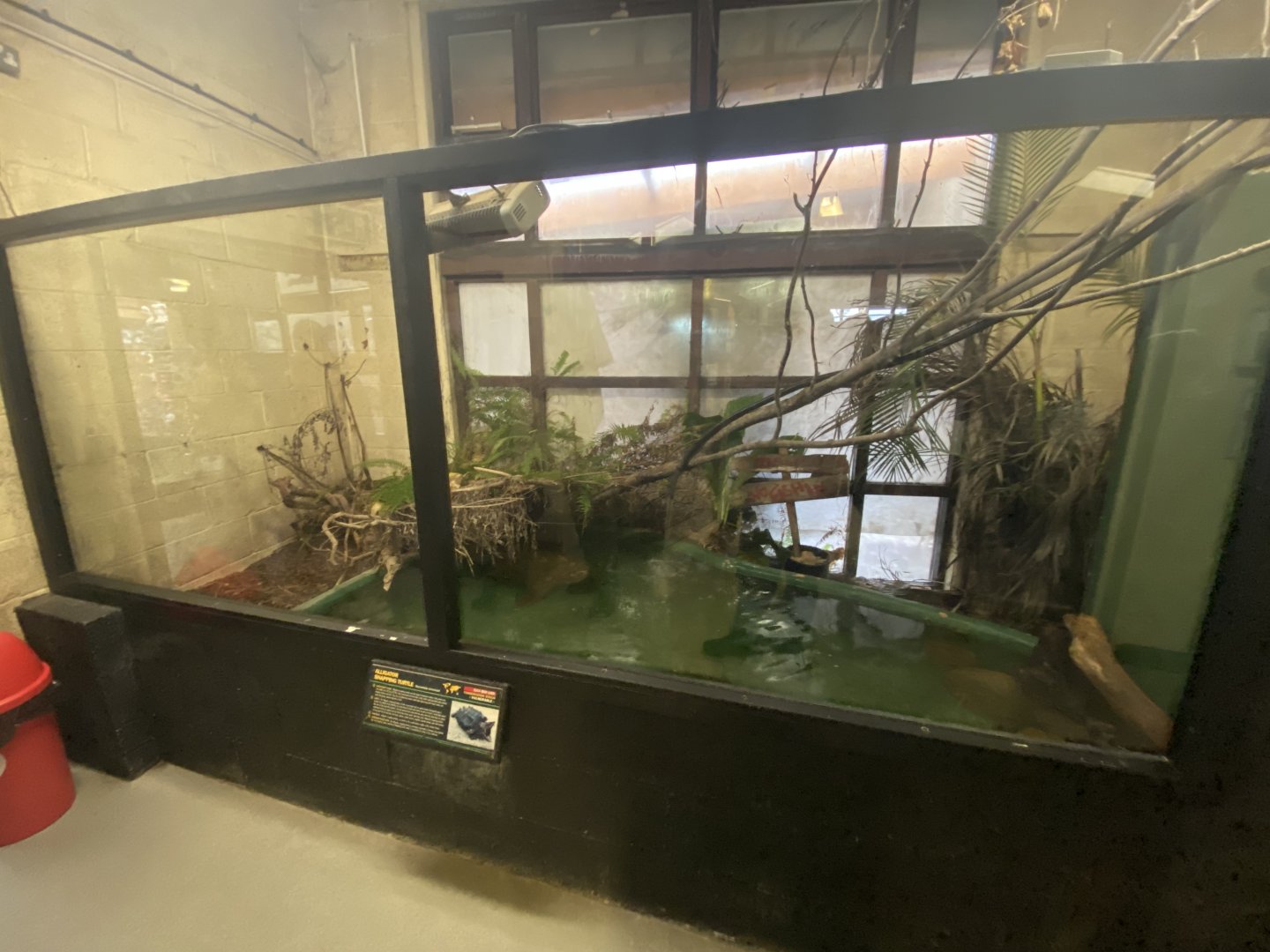 Alligator snapping turtle exhibit