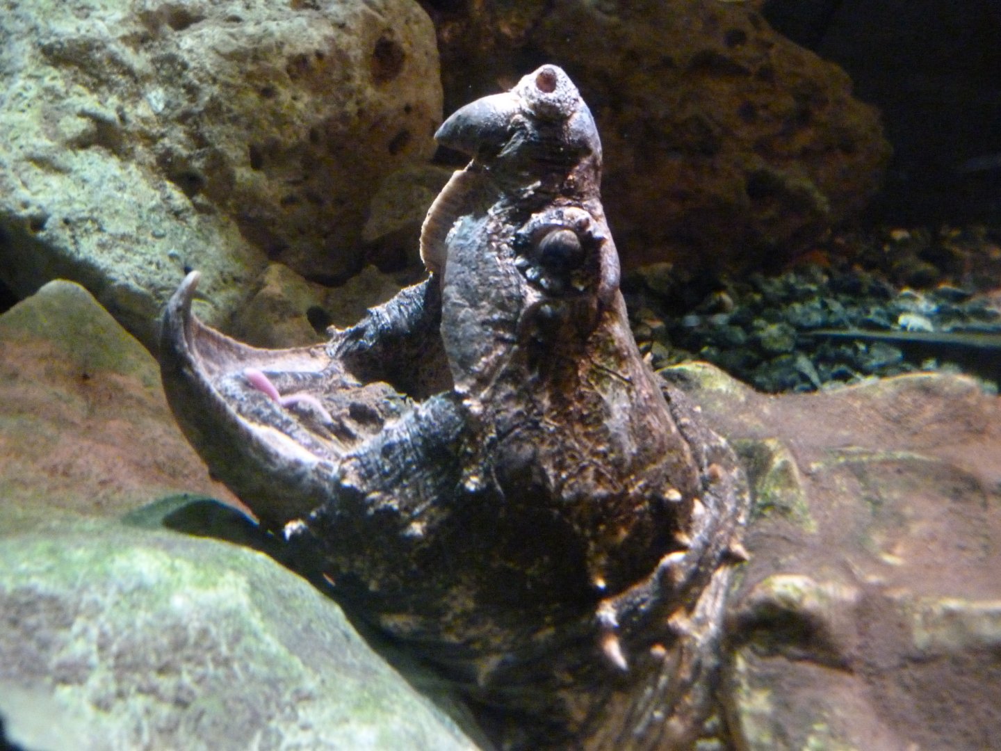 Alligator snapping turtle -Faunia (2025)