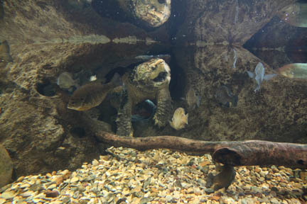 alligator snapping turtle - Feb 2012