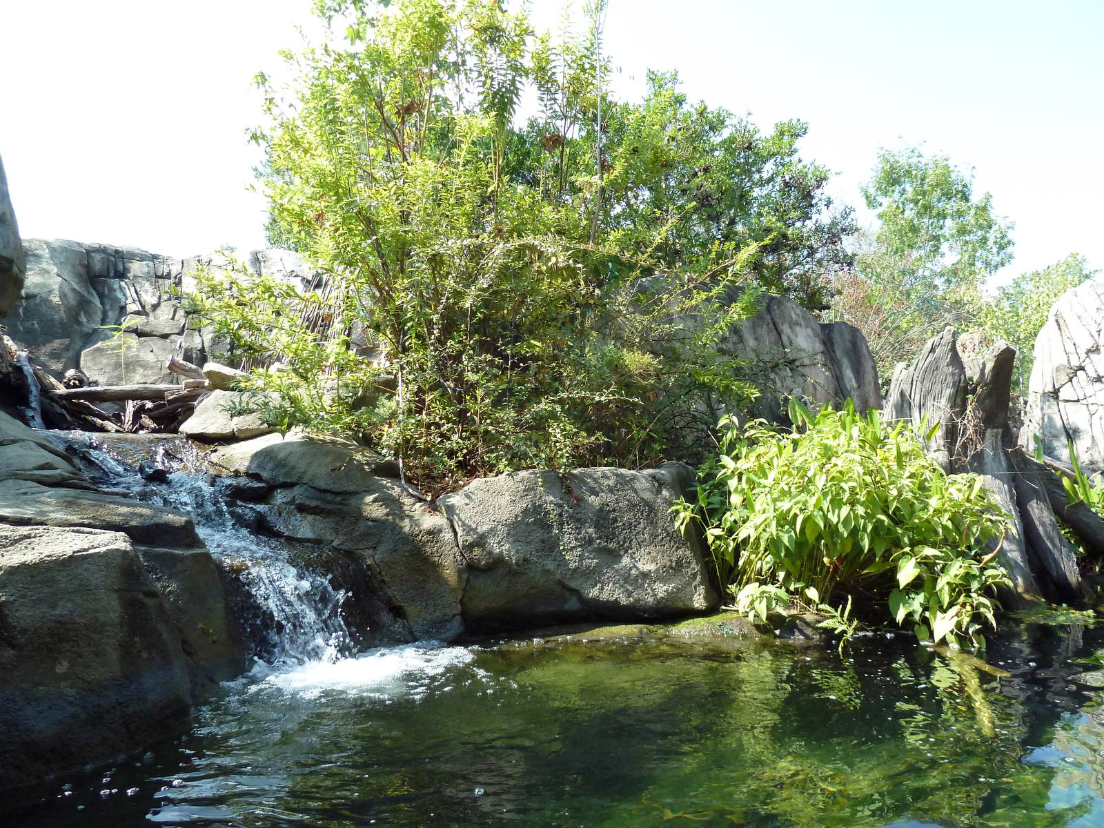 Alligator Snapping Turtle/Fish Exhibit