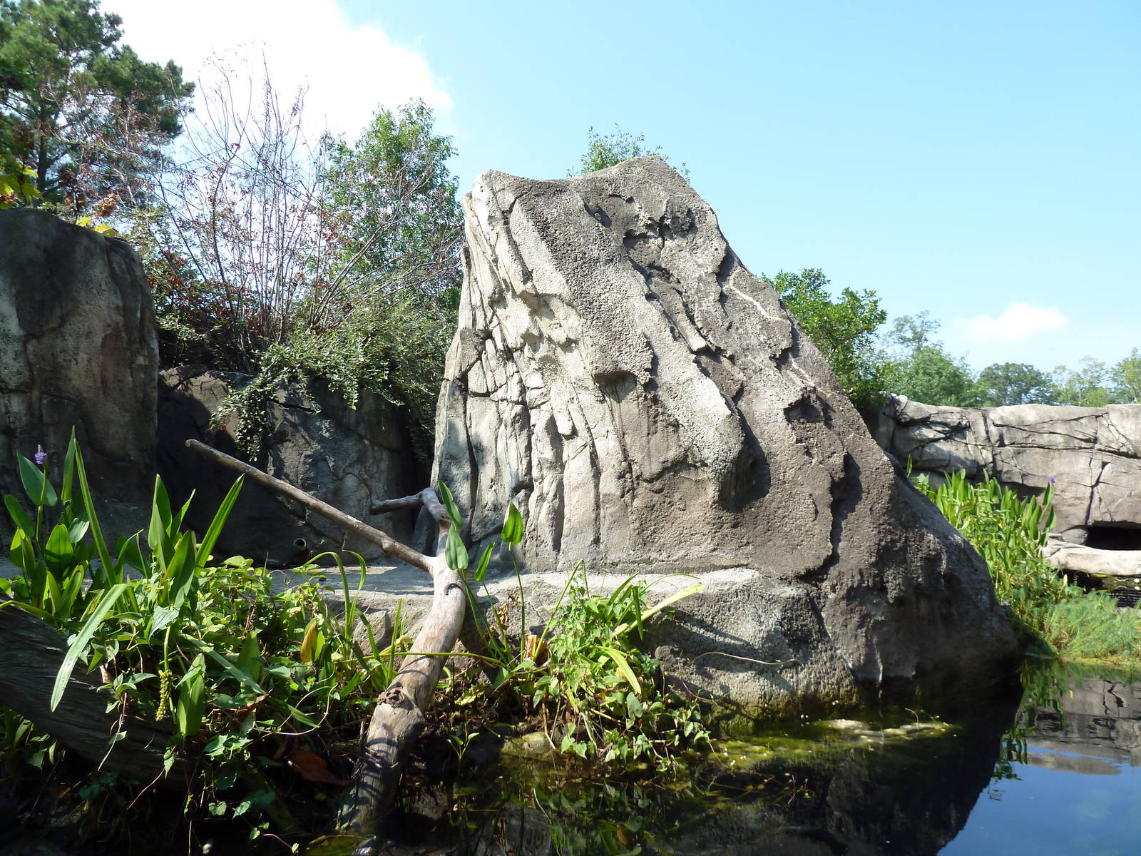 Alligator Snapping Turtle/Fish Exhibit