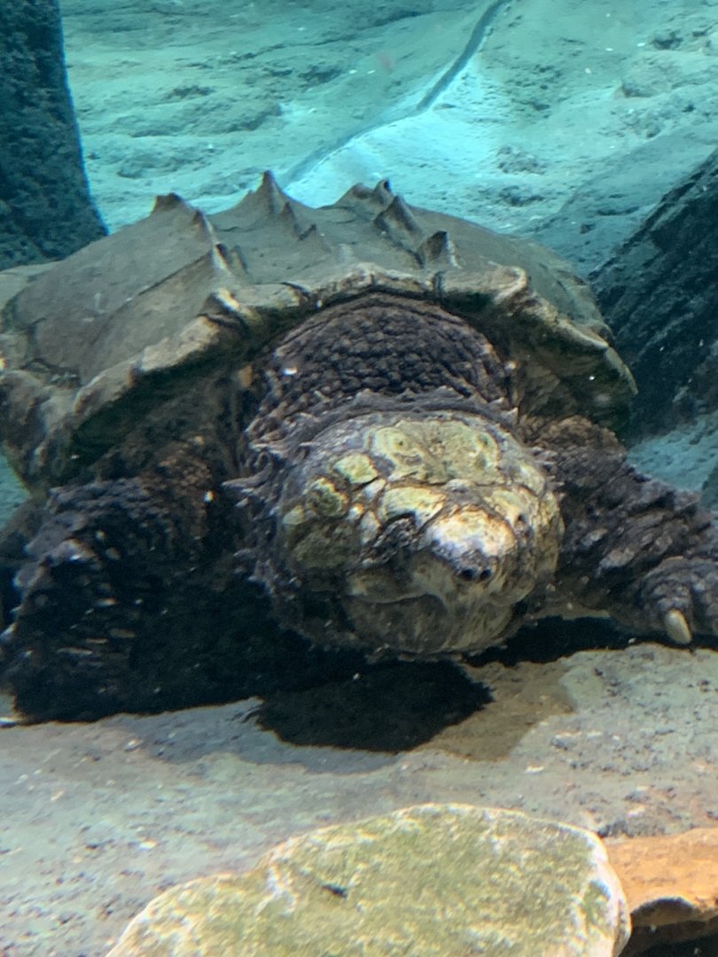 Alligator snapping turtle (Fred) in new arc building