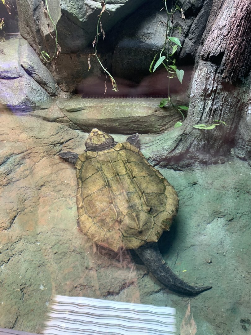 Alligator snapping turtle (Fred) in new arc building