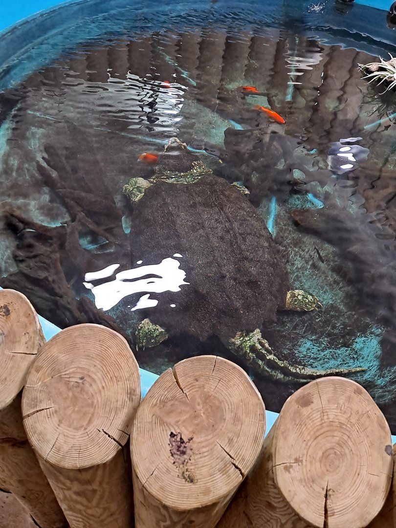 Alligator Snapping Turtle/Goldfish (1/25/25)