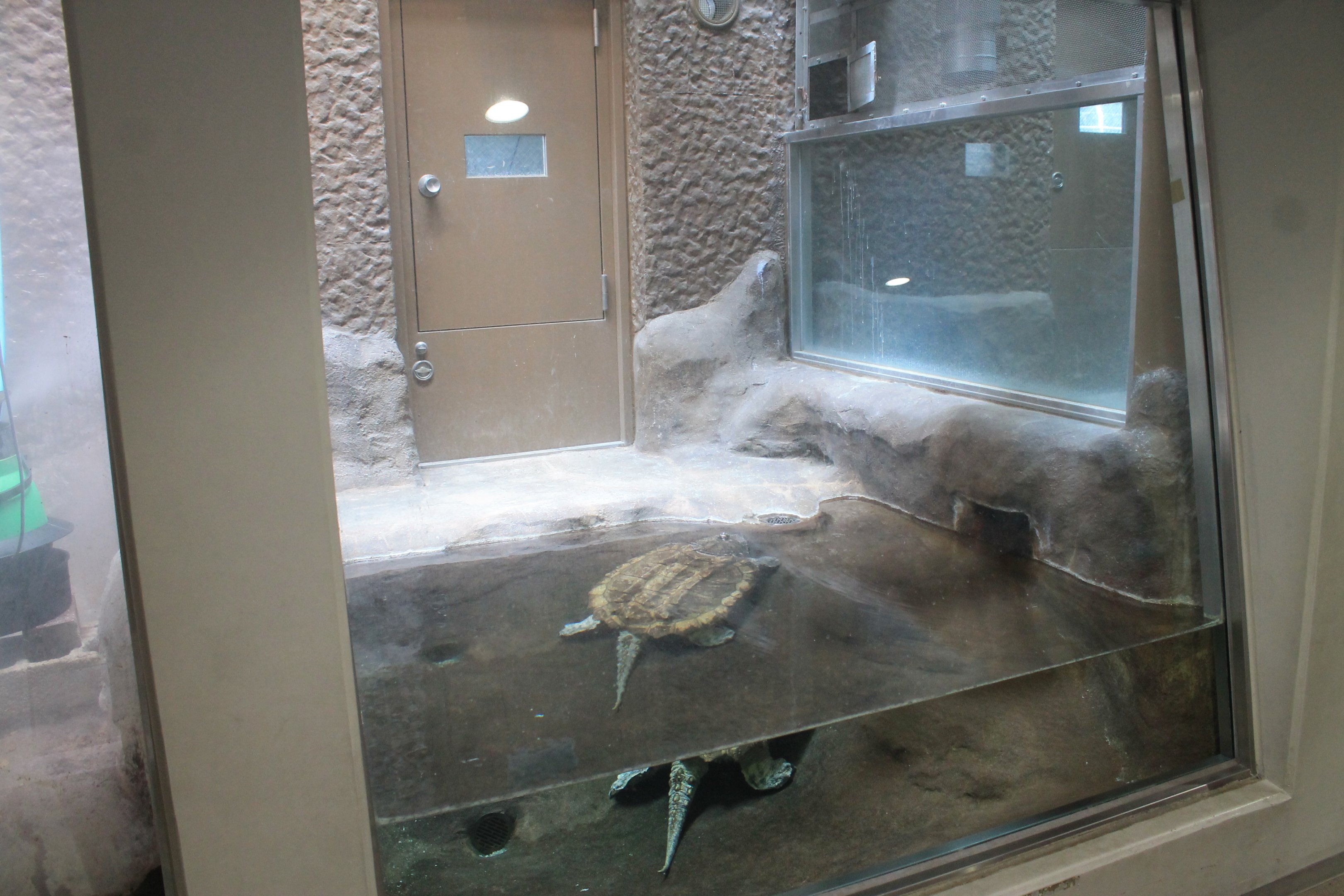Alligator Snapping Turtle - Hirakawa Zoo (Kagoshima)