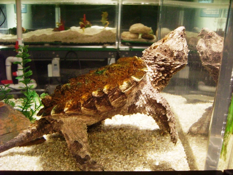 Alligator Snapping Turtle juvenile - Hatchery