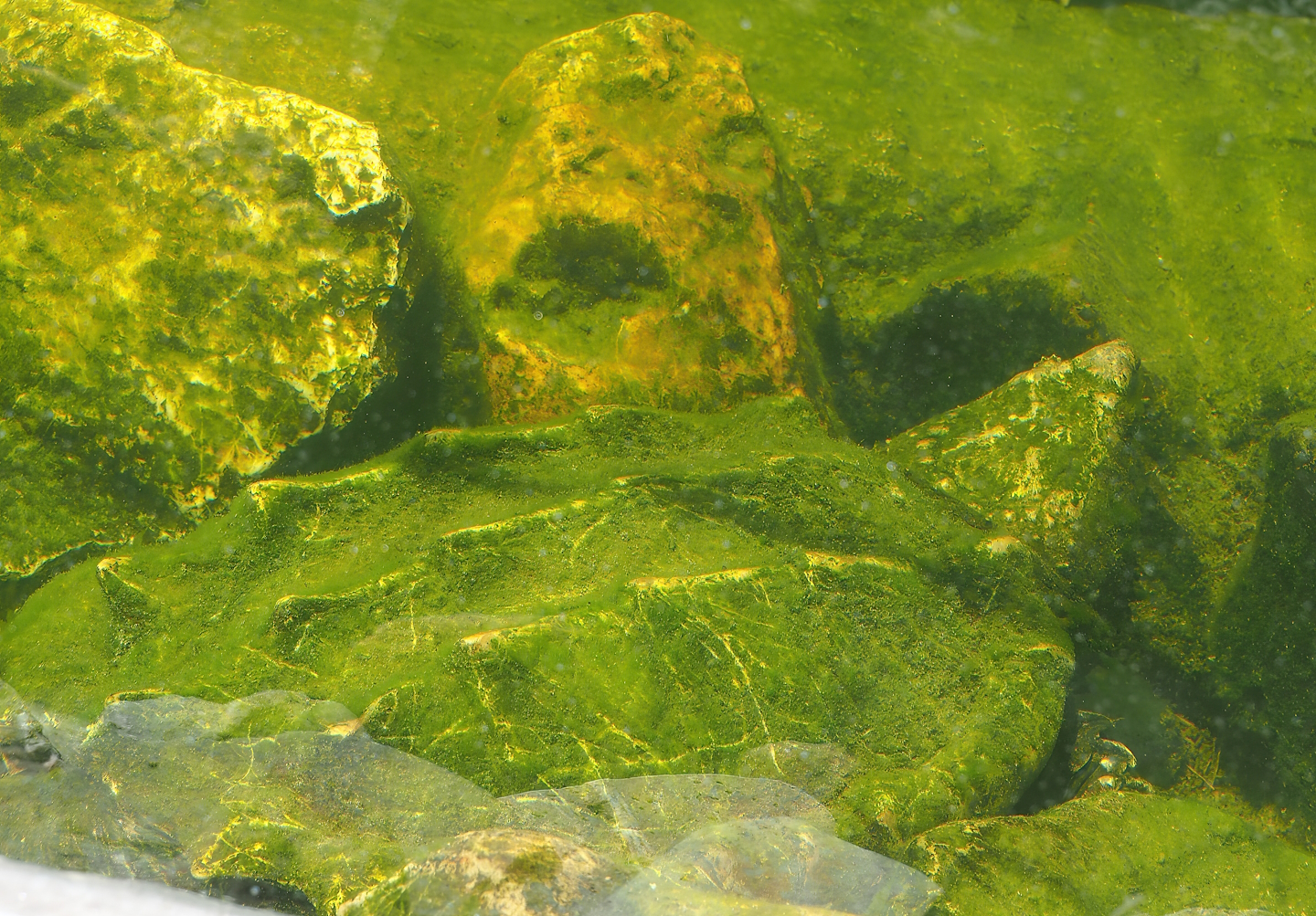 Alligator snapping turtle (Macrochelys temminckii), 2023-05-31