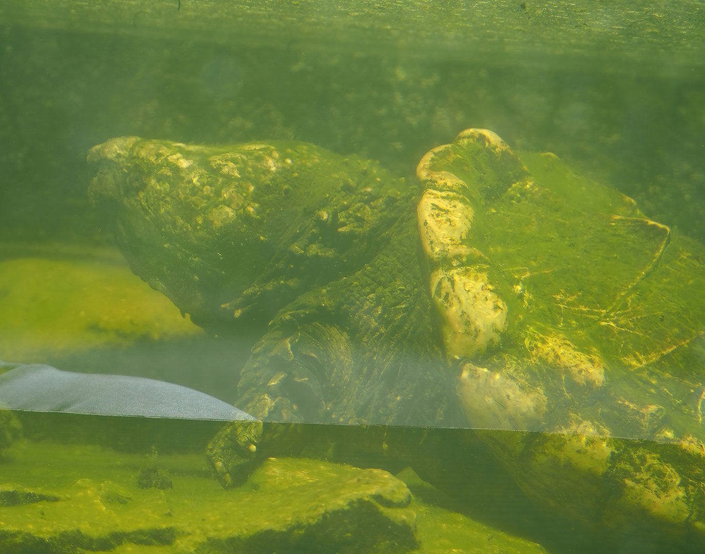 Alligator snapping turtle (Macrochelys temminckii), 2023-05-31