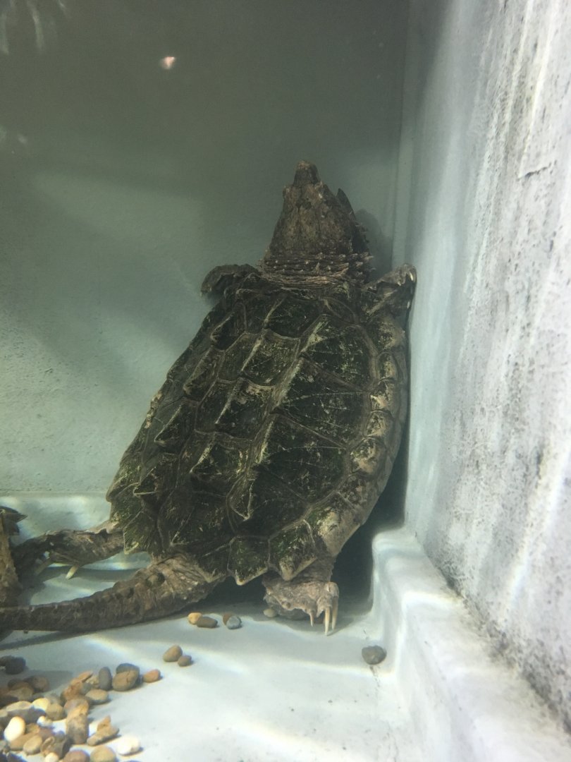 Alligator snapping turtle (Macrochelys temminckii) at the Reptile Village Conservation Zoo