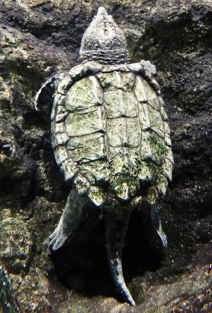 Alligator Snapping Turtle (Macrochelys temminckii) August 11, 2025