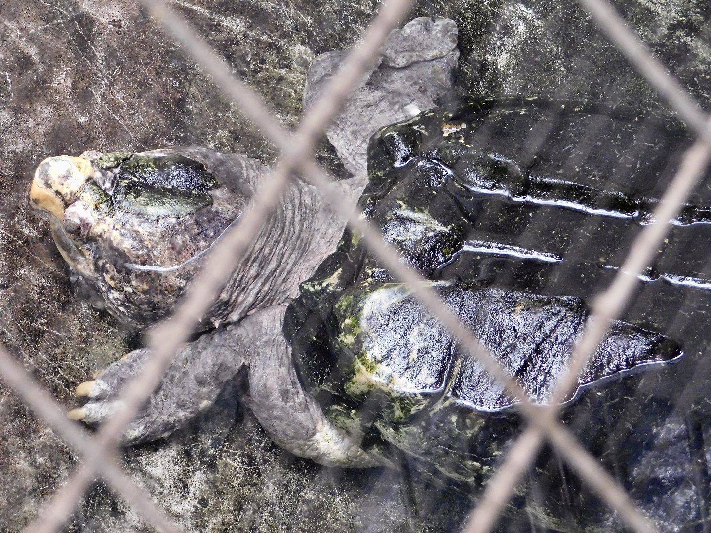 Alligator Snapping Turtle (Macrochelys temminckii) August 30, 2025