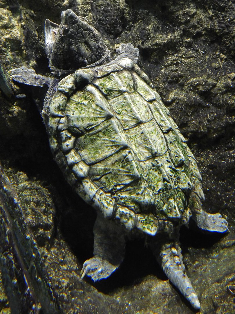 Alligator Snapping Turtle (Macrochelys temminckii) August 8, 2025