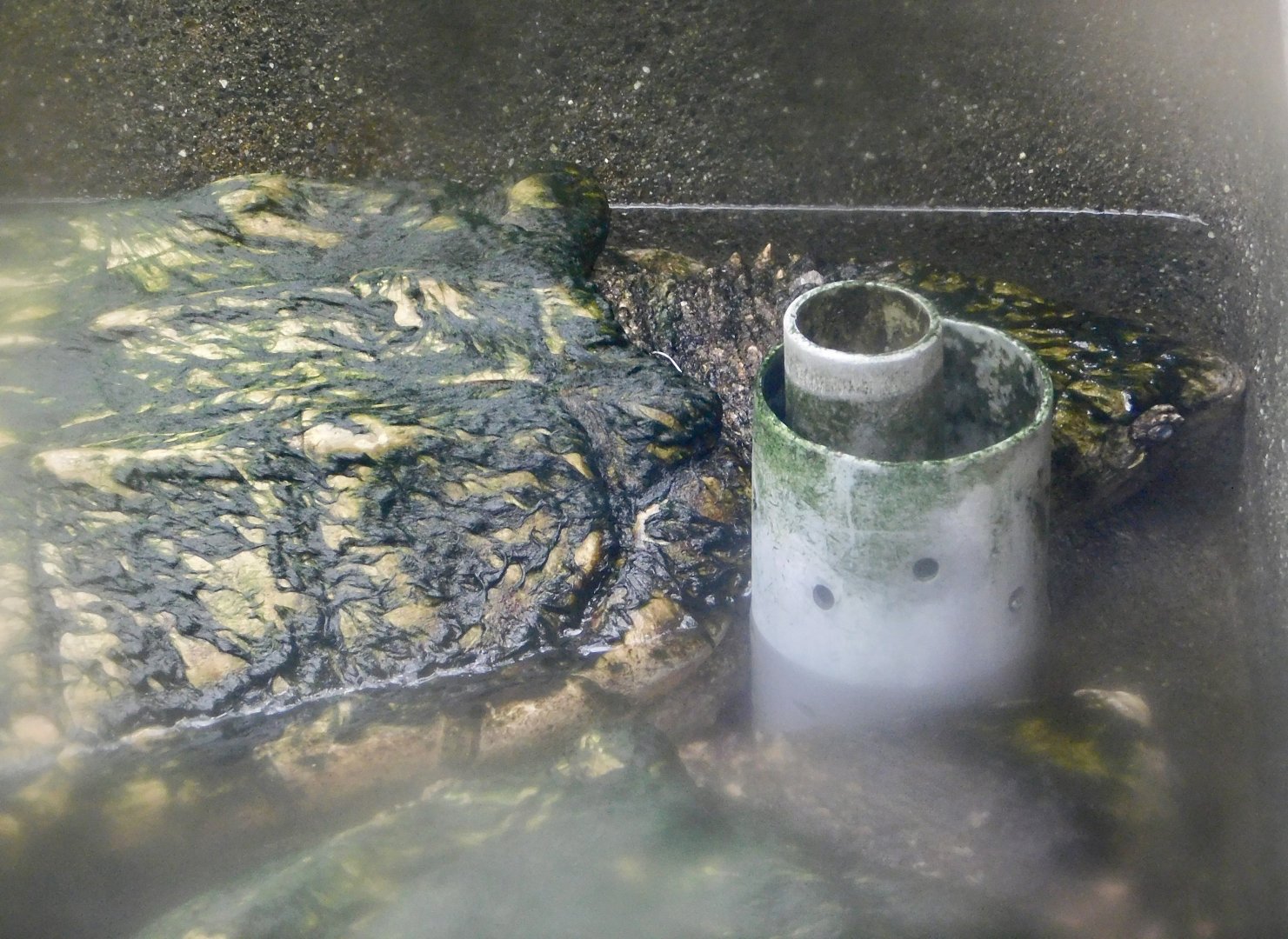 Alligator Snapping Turtle (Macrochelys temminckii) December 6, 2025