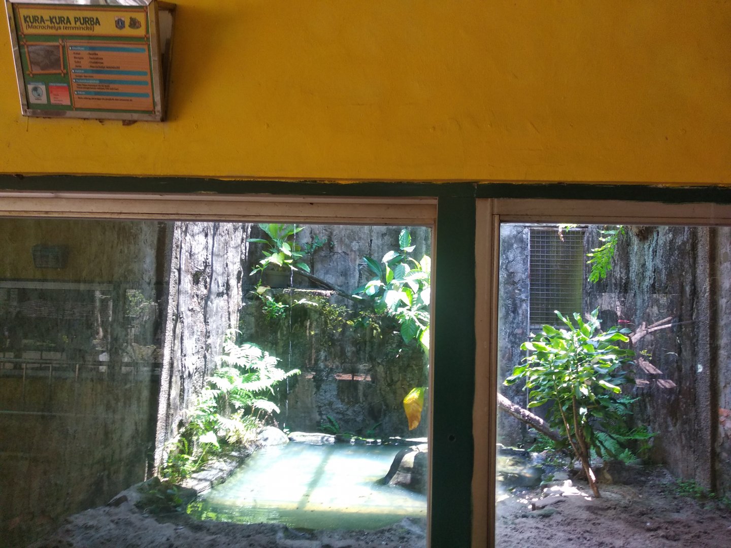 Alligator snapping turtle (Macrochelys temminckii) exhibit