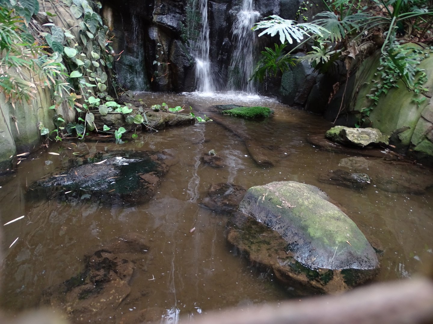 Alligator snapping turtle (Macrochelys temminckii) exhibit