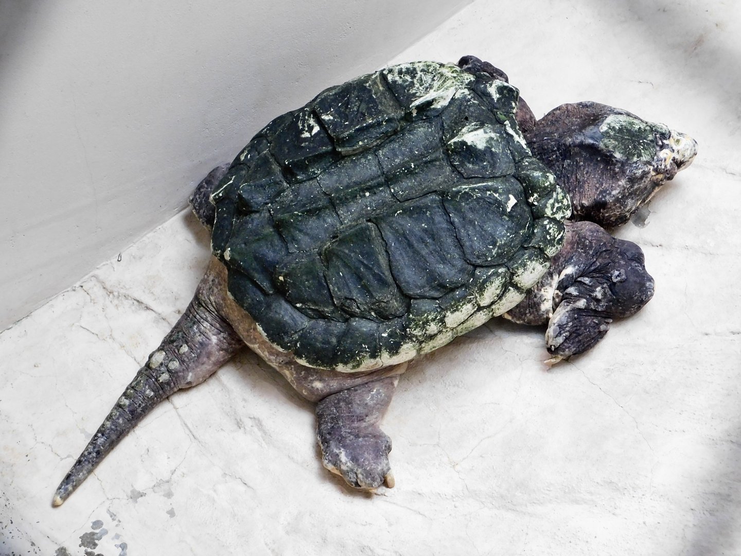 Alligator Snapping Turtle (Macrochelys temminckii) October 11, 2025