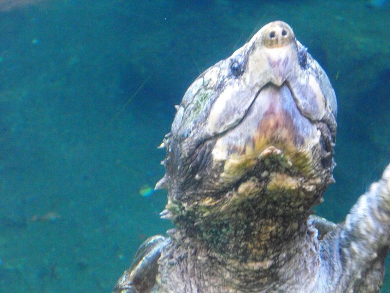 Alligator Snapping Turtle (Macrochelys temminckii)