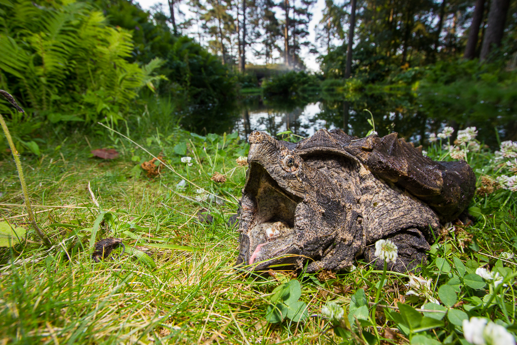 Alligator snapping turtle - Macrochelys temminckii