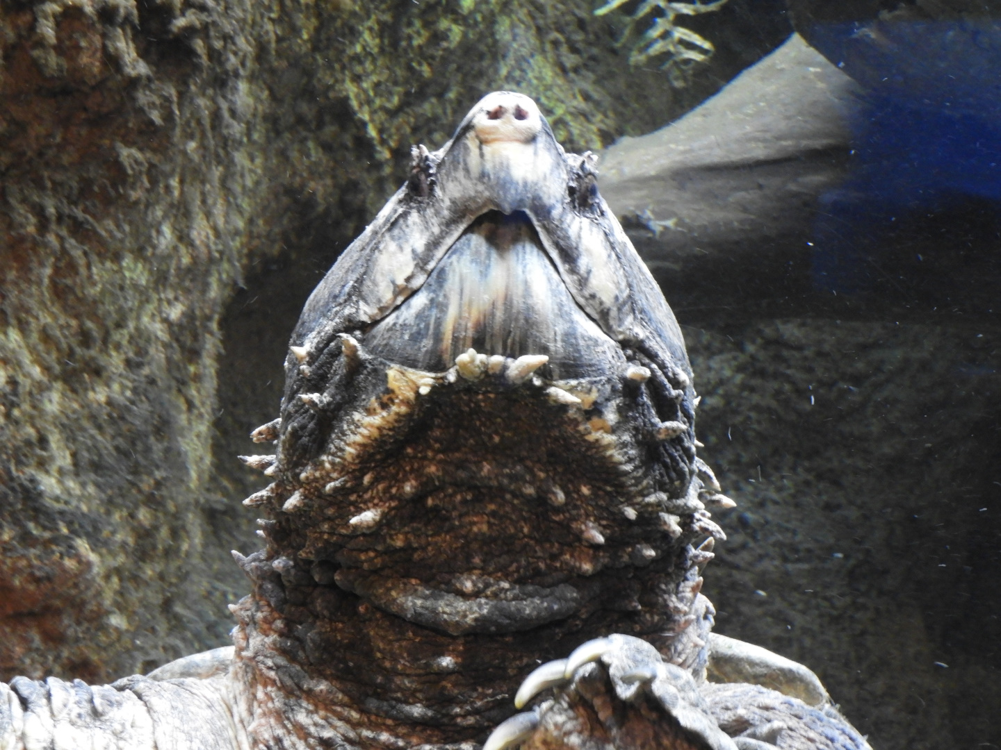 Alligator Snapping Turtle (Macrochelys temminckii)