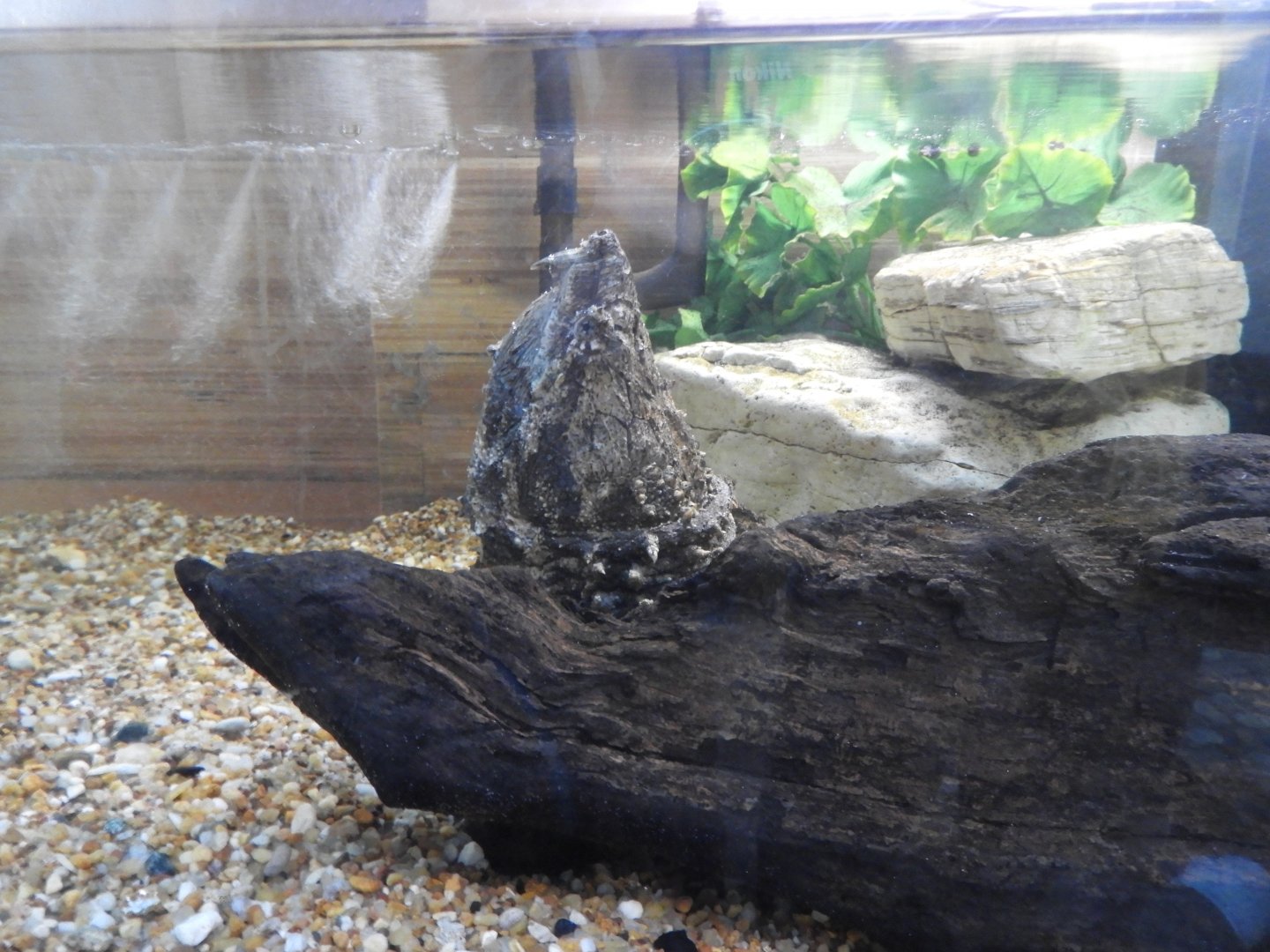 Alligator Snapping Turtle (Macrochelys temminckii)