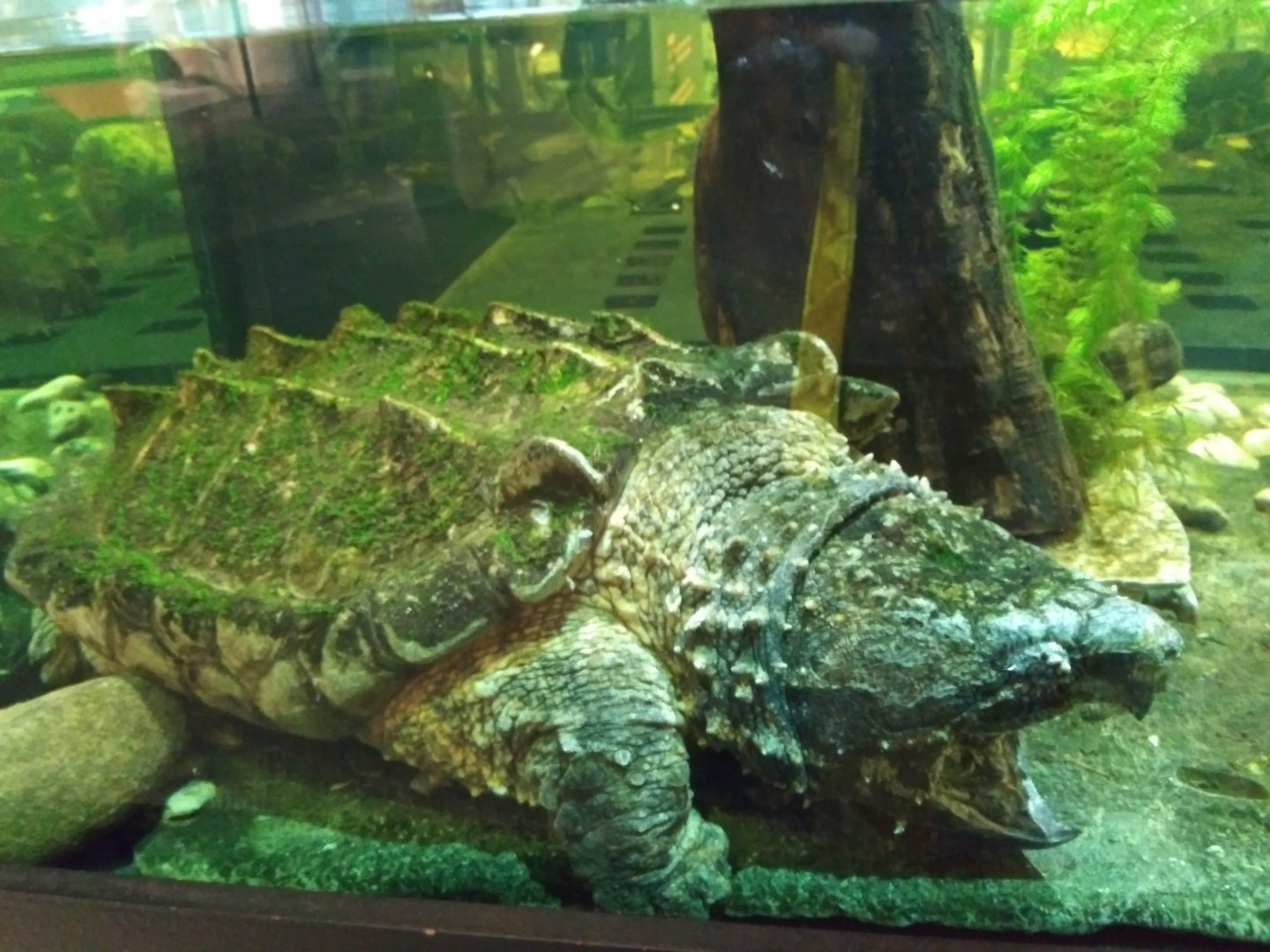Alligator Snapping Turtle (Macrochelys temminckii)