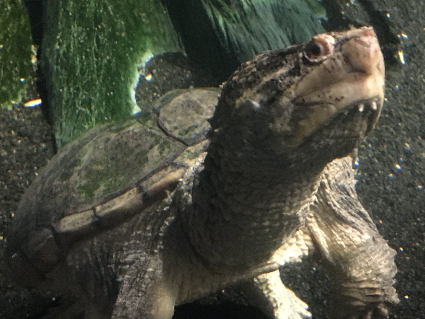 Alligator Snapping Turtle (Macrochelys temminckii)