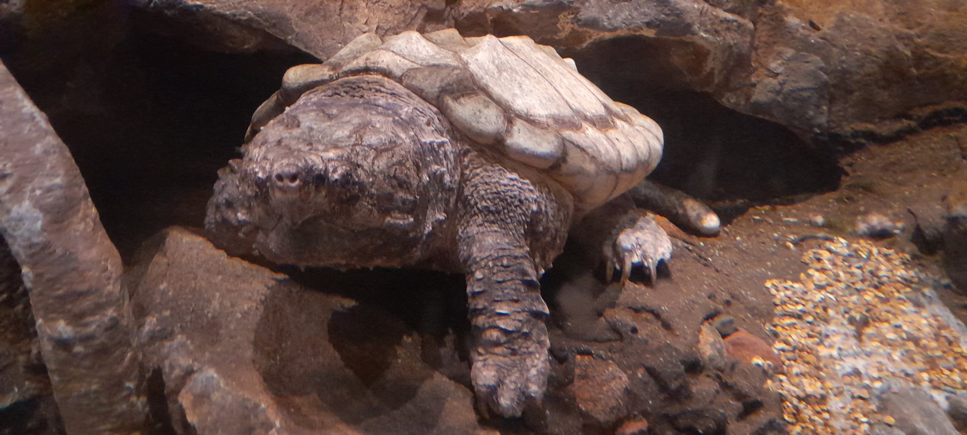 Alligator snapping turtle (Macrochelys temminckii)