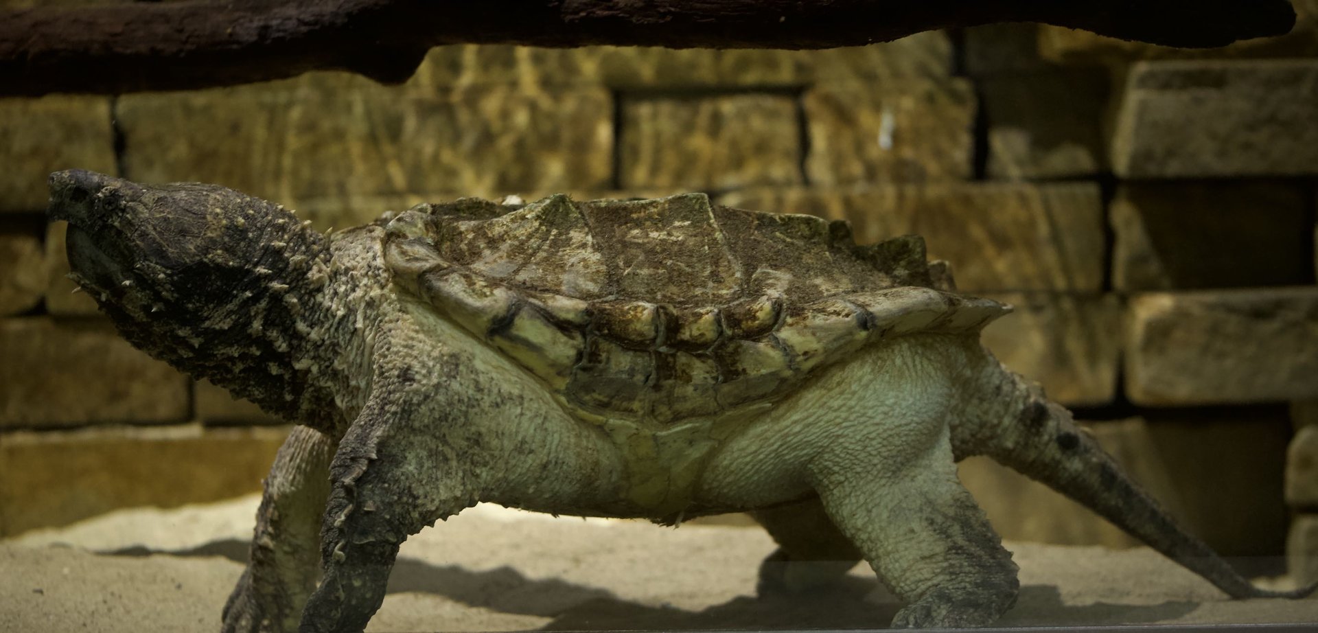 Alligator snapping turtle/ Macrochelys temminckii