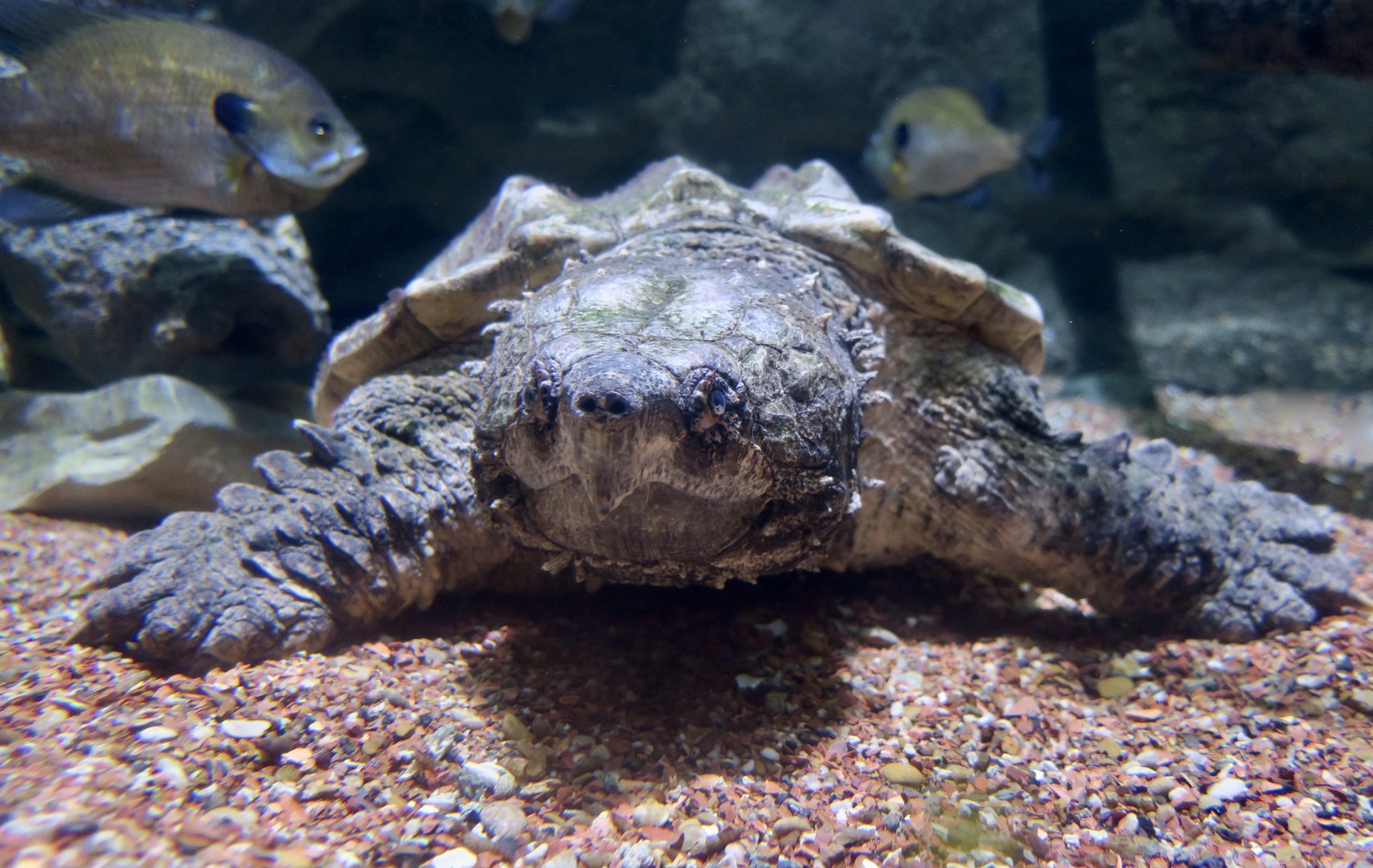 Alligator Snapping Turtle (Macrochelys temminckii)