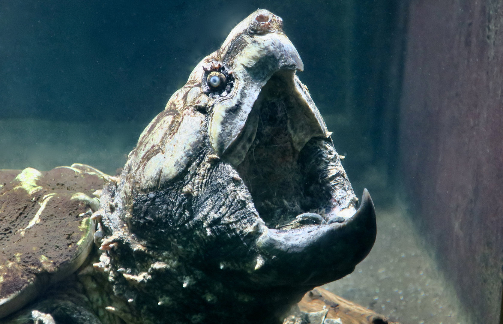 Alligator Snapping Turtle (Macrochelys temminckii)