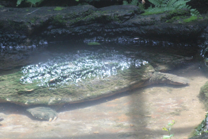 Alligator snapping turtle (Macrochelys temminckii)