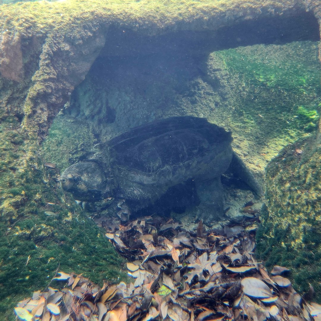 Alligator Snapping Turtle (Macrochelys temminckii)