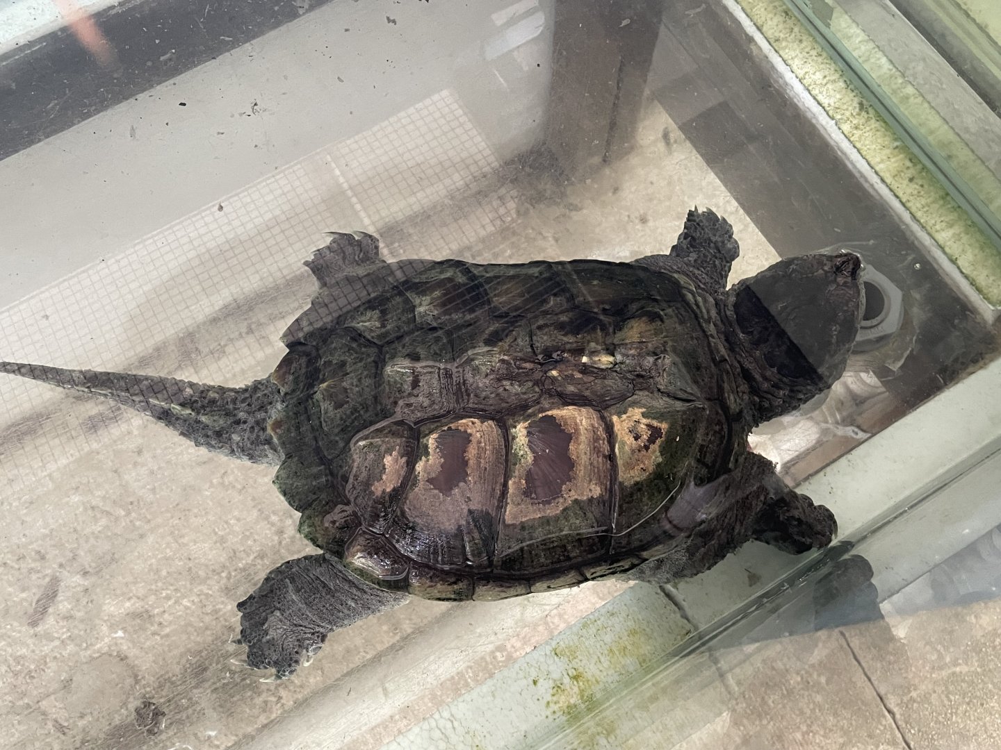 Alligator Snapping Turtle (Macrochelys temminckii)